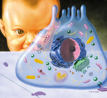 Michael A. Cooley, Baby and Cell, 1999, Airbrush, Self Promotion. This illustration depicts a baby peering through a transparent human cell. This is a self promotion piece I created using a Passche AB and Iwata Micron airbrush. 