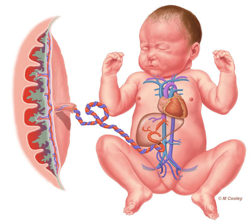 Michael A. Cooley, Fetal Circulatory System, 2011, Digital. This illustration depicts the underlying anatomy of the fetal circulatory system.