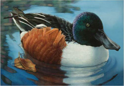 Edi Wadkins,Federal Duck Stamp Entry, Oil