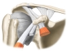 Normal Acromioclavicular Joint