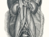 Abdominal Anatomy