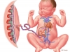 Fetal Circulatory System