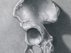 Human Pelvis