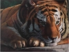 Edi Wadkins, Tiger, 2017, Oil